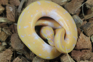 Piton Bola Banana Pied Macho ID R5-10