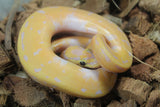 Piton Bola Banana Pied Macho ID R5-10