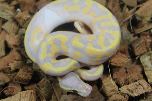 Piton Bola Banana Pied Macho ID R5-15 (Detalle en boca)