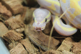 Piton Bola Banana Pied Macho ID R5-15 (Detalle en boca)