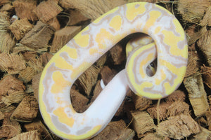 Piton Bola Banana Pied Macho ID R5-16