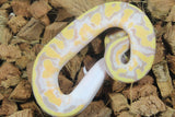 Piton Bola Banana Pied Macho ID R5-16