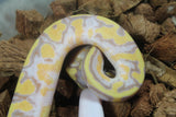 Piton Bola Banana Pied Macho ID R5-16