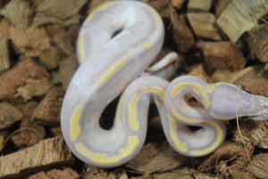 Piton Bola Banana Pied Macho ID R5-19