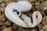 Piton Bola Banana Pied Macho ID R5-19