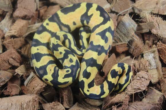 Piton Bola Pastel Yellowbelly 100% Het Ultramel Clown Pied Macho ID R6-18