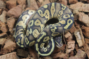 Piton Bola Pastel 100% Het Pied Macho ID R12-03