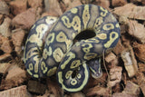 Piton Bola Pastel 100% Het Pied Macho ID R12-03