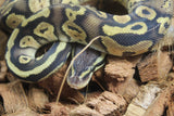 Piton Bola Pastel 100% Het Pied Macho ID R12-03