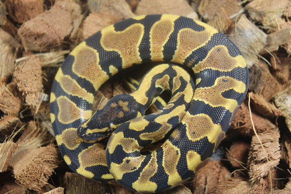 Piton Bola Yellowbelly 100% Het Ultramel Clown Pied Macho ID R12-05