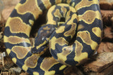 Piton Bola Yellowbelly 100% Het Ultramel Clown Pied Macho ID R12-05