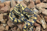 Piton Bola Yellowbelly 100% Het Ultramel Clown Pied Macho ID R12-06