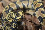 Piton Bola Yellowbelly 100% Het Ultramel Clown Pied Macho ID R12-06