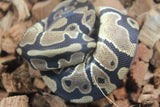 Piton Bola Nominal 100% Het Clown Pied Hembra ID R12-07