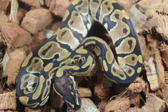 Piton Bola Nominal 100% Het Albino Pied Macho ID R12-16