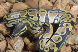 Piton Bola Nominal 100% Het Albino Pied Macho ID R12-16