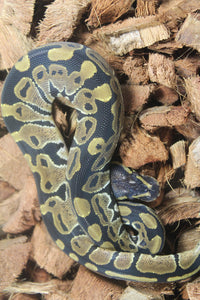 Piton Bola Nominal 100% Het Albino Pied Hembra ID R12-17