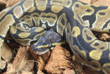 Piton Bola Nominal 100% Het Albino Pied Hembra ID R12-17