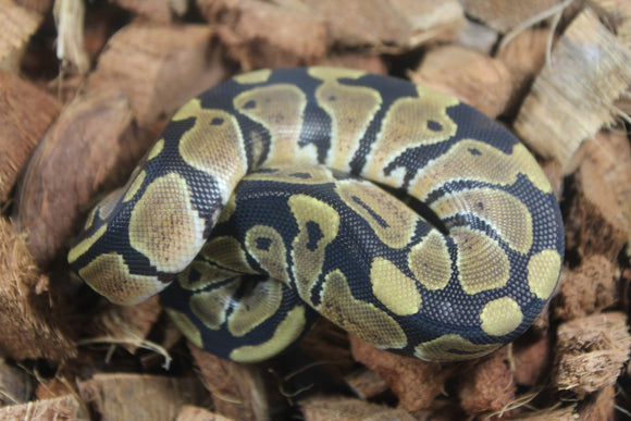 Piton Bola Nominal 100% Het Albino Pied Hembra ID R12-18