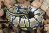 Piton Bola Nominal 100% Het Albino Pied Hembra ID R12-18