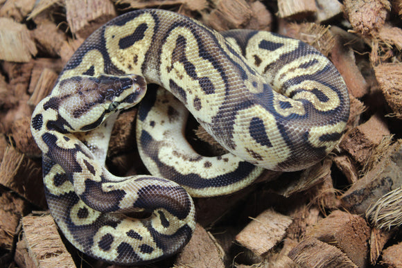 Piton Bola Pastel Leopard Calico Macho ID R10-19