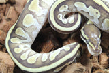 Piton Bola Lesser Het Pied Macho ID R14-02