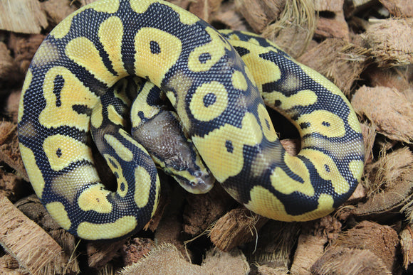 Piton Bola Pastel Het Pied Macho ID R14-03