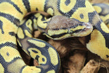 Piton Bola Pastel Het Pied Macho ID R14-03