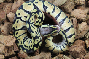 Piton Bola Pastel Het Clown Macho ID R14-15