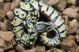 Piton Bola Pastel Het Clown Macho ID R14-15