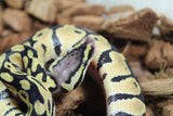 Piton Bola Pastel Het Clown Macho ID R14-15