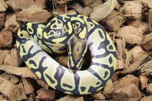 Piton Bola Pastel Het Clown Macho ID R14-16