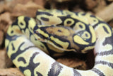 Piton Bola Pastel Het Clown Macho ID R14-16