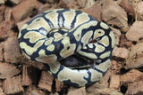 Piton Bola Pastel TH Dessert Ghost Axanthic Clown MAcho ID R15-19