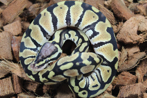 Piton Bola Pastel TH Dessert Ghost Axanthic Clown MAcho ID R15-20