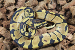 Piton Bola Enchi Yellowbelly MAcho ID R16-14