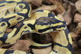 Piton Bola Enchi Yellowbelly MAcho ID R16-14