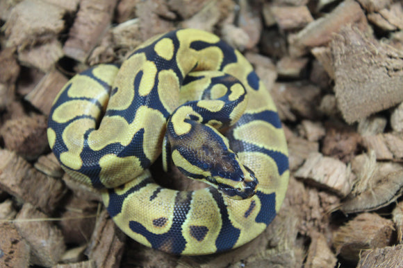 Piton Bola Enchi Yellowbelly MAcho ID R16-15