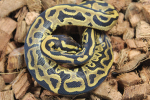 Piton Bola Leopard Yellowbelly DH Sunset Pied Macho ID R17-10