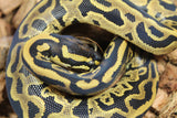 Piton Bola Leopard Yellowbelly DH Sunset Pied Macho ID R17-10