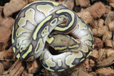 Piton Bola Lesser Het Clown Macho ID R17-12