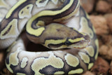 Piton Bola Lesser Het Clown Macho ID R17-12