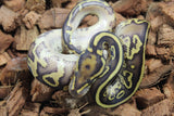 Piton Bola GHI Leopard Lesser Asphalt / Yellowbelly Macho ID R17-17