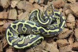 Piton Bola GHI Leopard Lesser Asphalt / Yellowbelly Macho ID R17-17