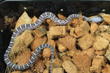 Serpiente del Maiz (Maicera) Anery Scaleless Hembra ID RC-04