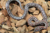 Serpiente del Maiz (Maicera) Tessera  Het Anery Scaleless Hembra ID RC-15