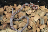 Serpiente del Maiz (Maicera) Tessera  Het Amel ph Anery Stripe Hembra ID RC-17