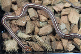 Serpiente del Maiz (Maicera) Tessera  Het Amel ph Anery Stripe Hembra ID RC-18