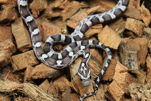 Serpiente del Maiz (Maicera) Anery Het Amel ph Stripe Hembra ID RC-20