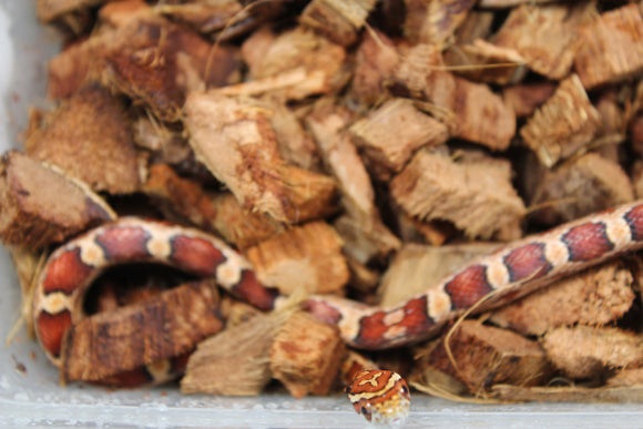 Serpiente del Maiz (Maicera) Okeete Het Scaleless ph Anery Amel Hypo Hembra ID RC-21